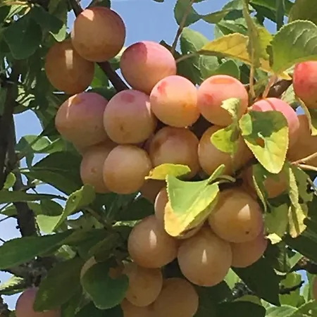 Spacieuses Avec Salle D'eau, Salon Cheminée, Jardin Détente - Lorraine - Fr-1-585-143 *